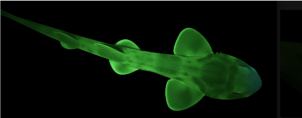 Shark swimming through dark water, glowing green due to biofluorescence