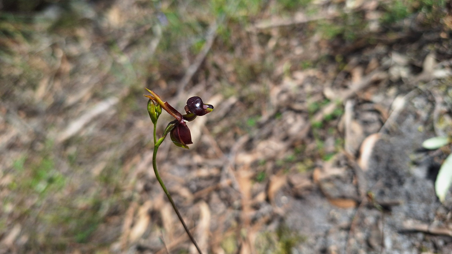 ​Photo of the Flying Duck Orchid found in the Wetsernport Woodlands 