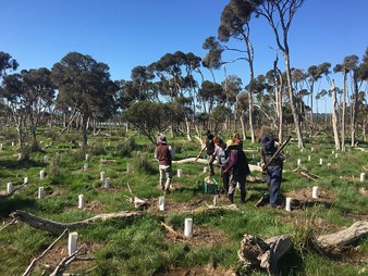 Tree Planting