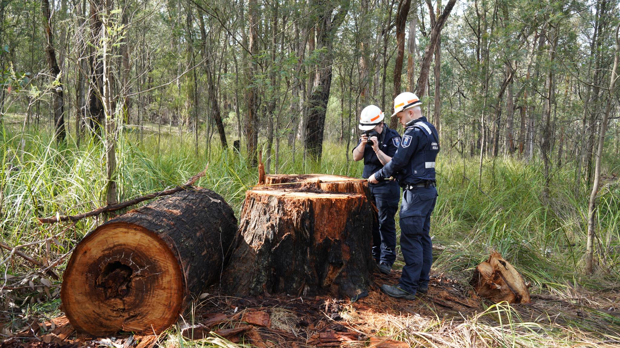 Conservation Regulator Forest & Wildlife Officers inspecting a recently felled tree. 